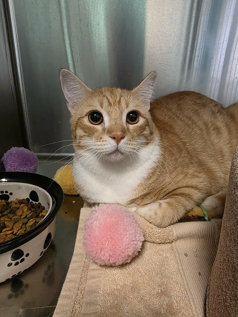 An adult medium-sized male Orange & White Domestic Short Hair cat named Willy for adoption in Umatilla, FL