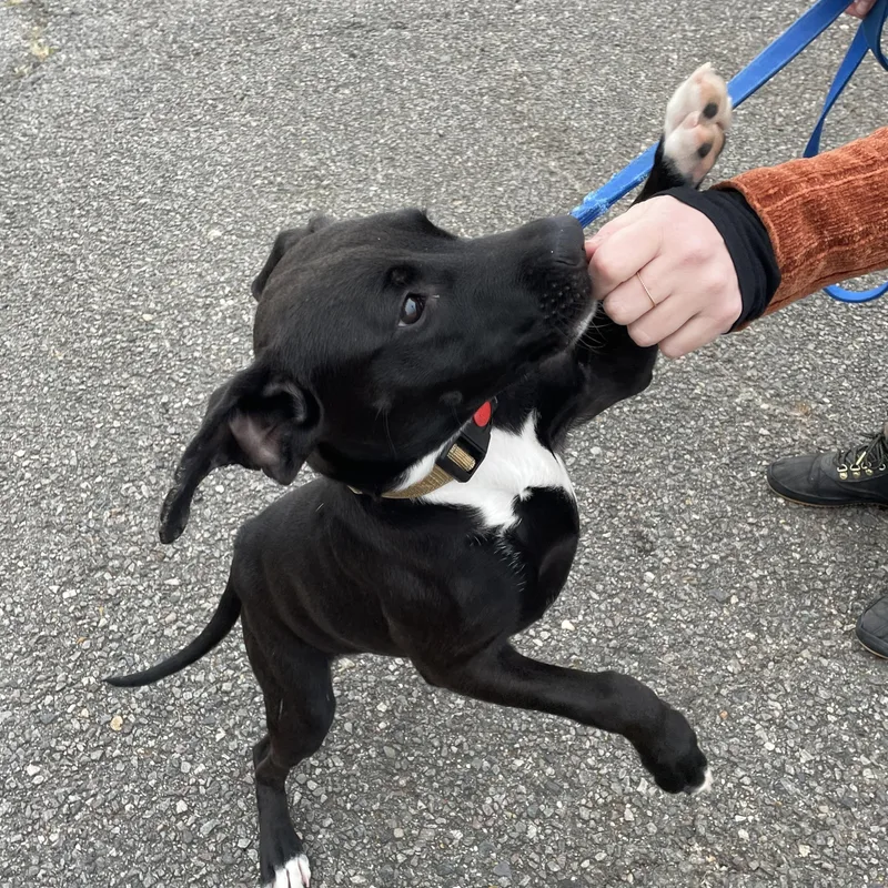 Dr. Rufus "rufus" Bellum thumbnail 2