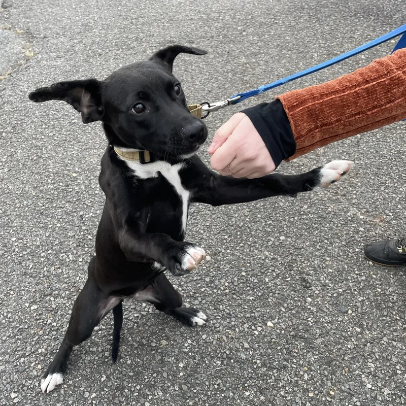 Dr. Rufus "rufus" Bellum thumbnail 3