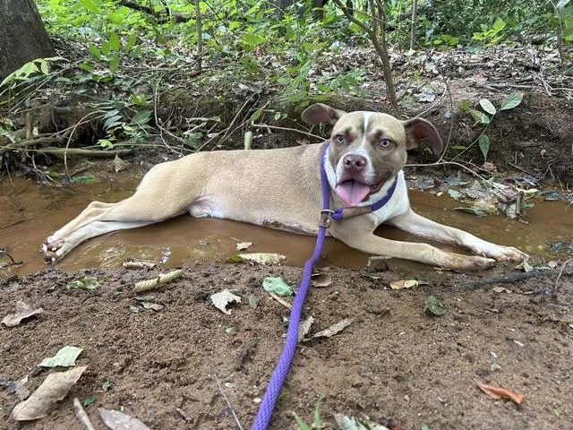 A young medium-sized male Mixed Breed dog named Tilly for adoption in Charlotte, NC