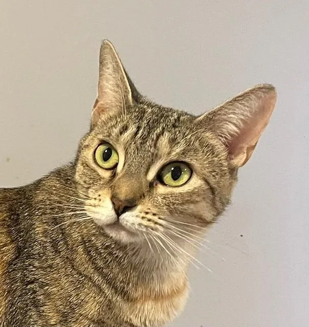 An adult medium-sized female Torbie Domestic Short Hair cat named Liza for adoption in Little Falls, NJ