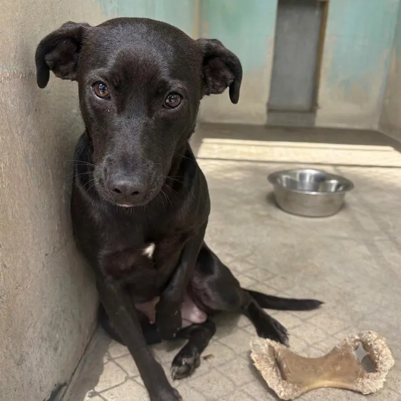 A young medium-sized female Black Vizsla dog named Lannie for adoption in Palestine, TX