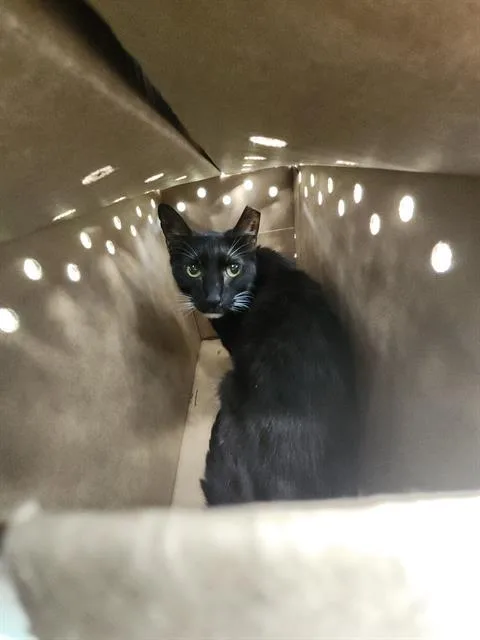 An adult medium-sized male Domestic Short Hair cat named 1-9 for adoption in San Antonio, TX