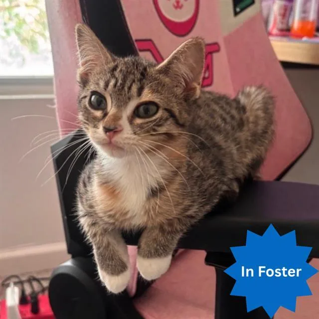 A baby small-sized female Domestic Short Hair cat named Fozzie Bear for adoption in Indianapolis, IN