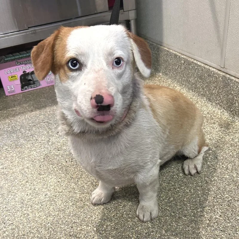 An adult medium-sized male Yellow / Tan / Blond / Fawn Corgi dog named Astro Chino Hills for adoption in Chino Hills, CA