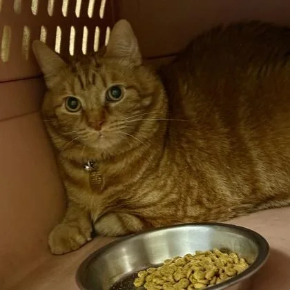 An adult extra large-sized male Domestic Short Hair cat named Malachi for adoption in Lansing, MI