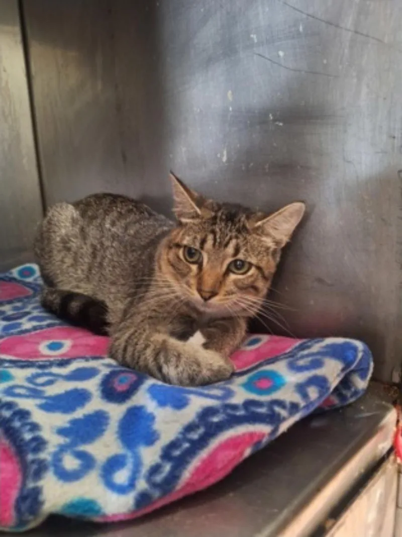 A young medium-sized male Domestic Short Hair cat named Little Paws for adoption in Winfield, KS