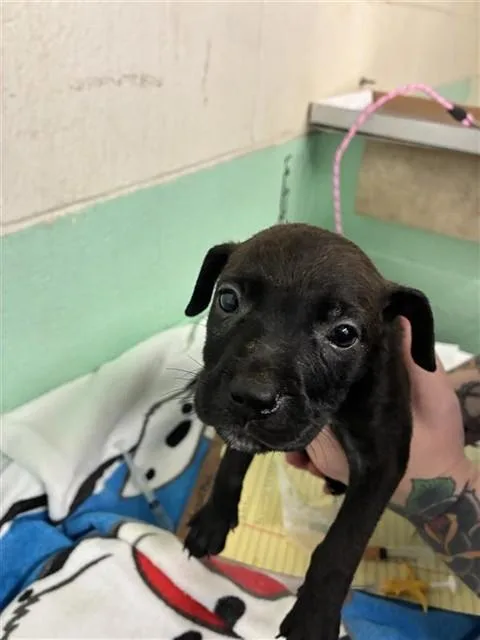 A baby small-sized female Pit Bull Terrier dog named Cherry for adoption in Sacramento, CA