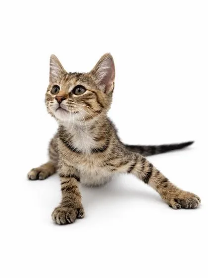 A baby small-sized female Domestic Short Hair cat named Alice for adoption in Bowling Green, KY