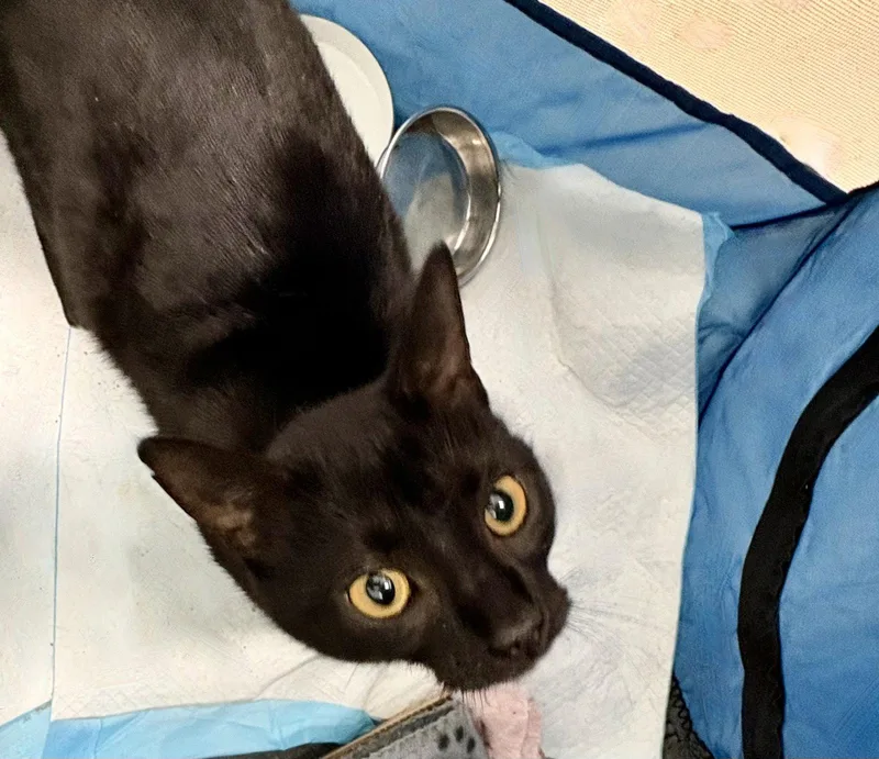 An adult large-sized female Bombay cat named Sweets for adoption in Flint Hill, VA