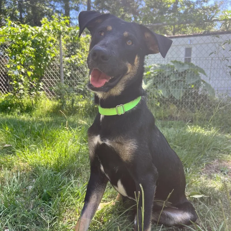 An adult medium-sized female Bicolor Shepherd dog named Laverne for adoption in Spring, TX