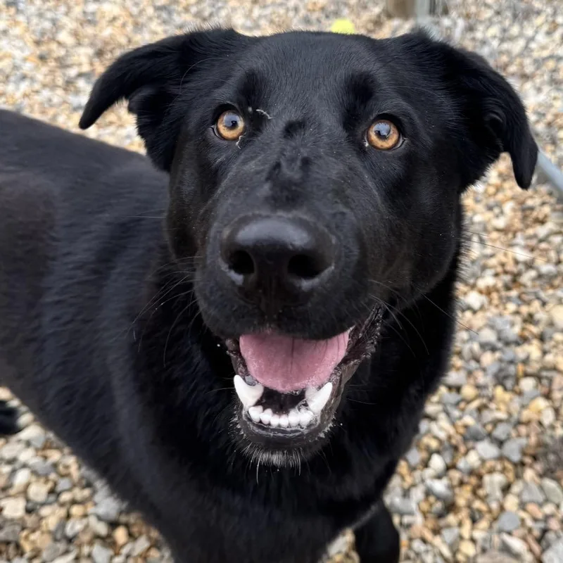 An adult large-sized male Black Black Labrador Retriever dog named Trouble for adoption in Blairsville, GA