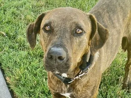 An adult large-sized female Brindle Mixed Breed dog named Stella for adoption in Georgetown, TX