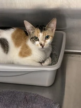 An adult medium-sized female Domestic Short Hair cat named Brenda for adoption in Lafayette, IN