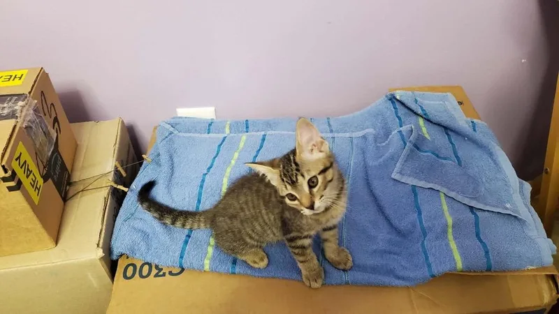 A baby medium-sized male Domestic Short Hair cat named Aegir for adoption in Raleigh, NC