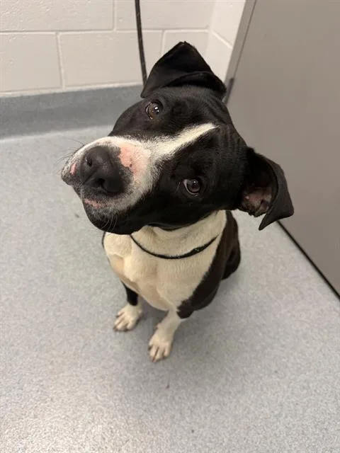 An adult large-sized female Pit Bull Terrier dog named Peegee for adoption in Indianapolis, IN