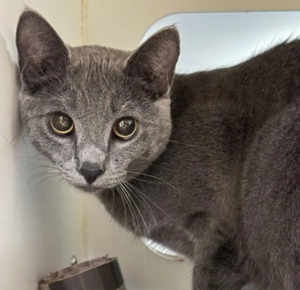 An adult medium-sized male Domestic Short Hair cat named Earl Grey for adoption in San Diego, CA