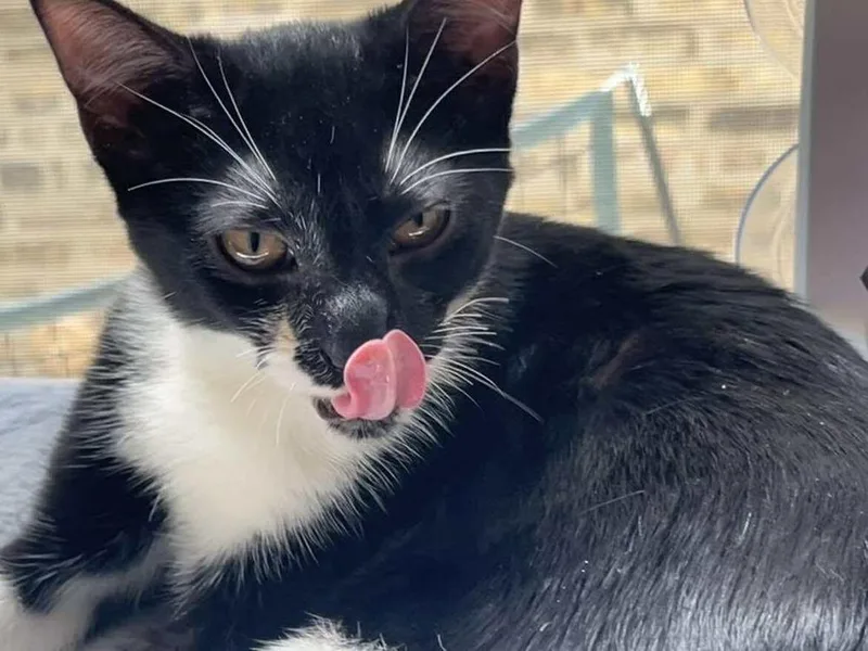 Macaroni thumbnail 2