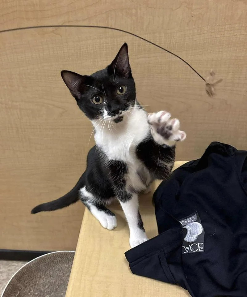 Macaroni thumbnail 3