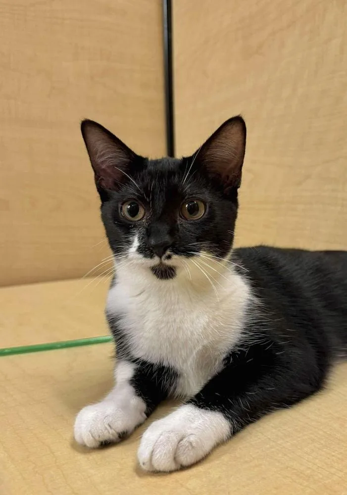 Macaroni thumbnail 4