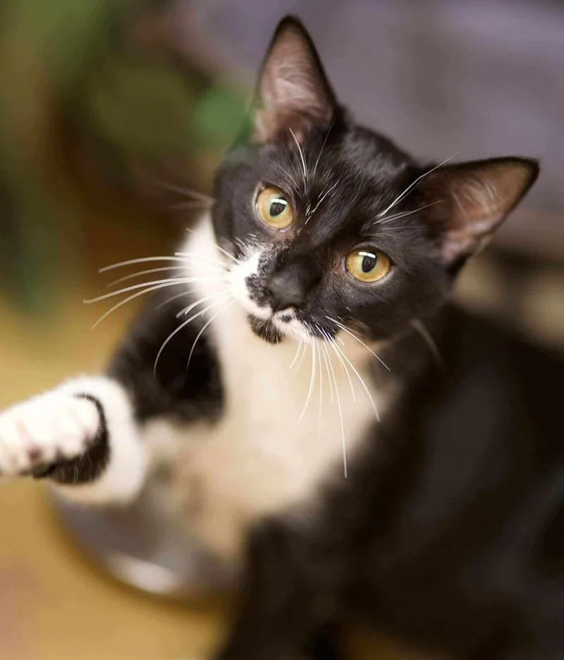 Macaroni thumbnail 5