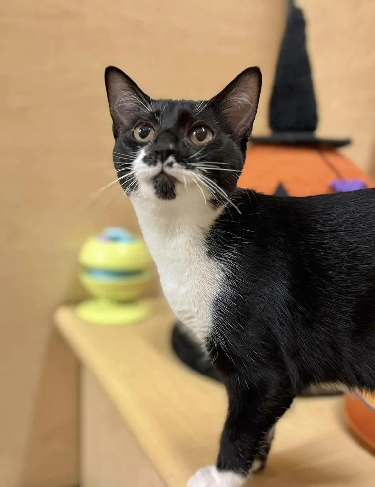 Macaroni thumbnail 6