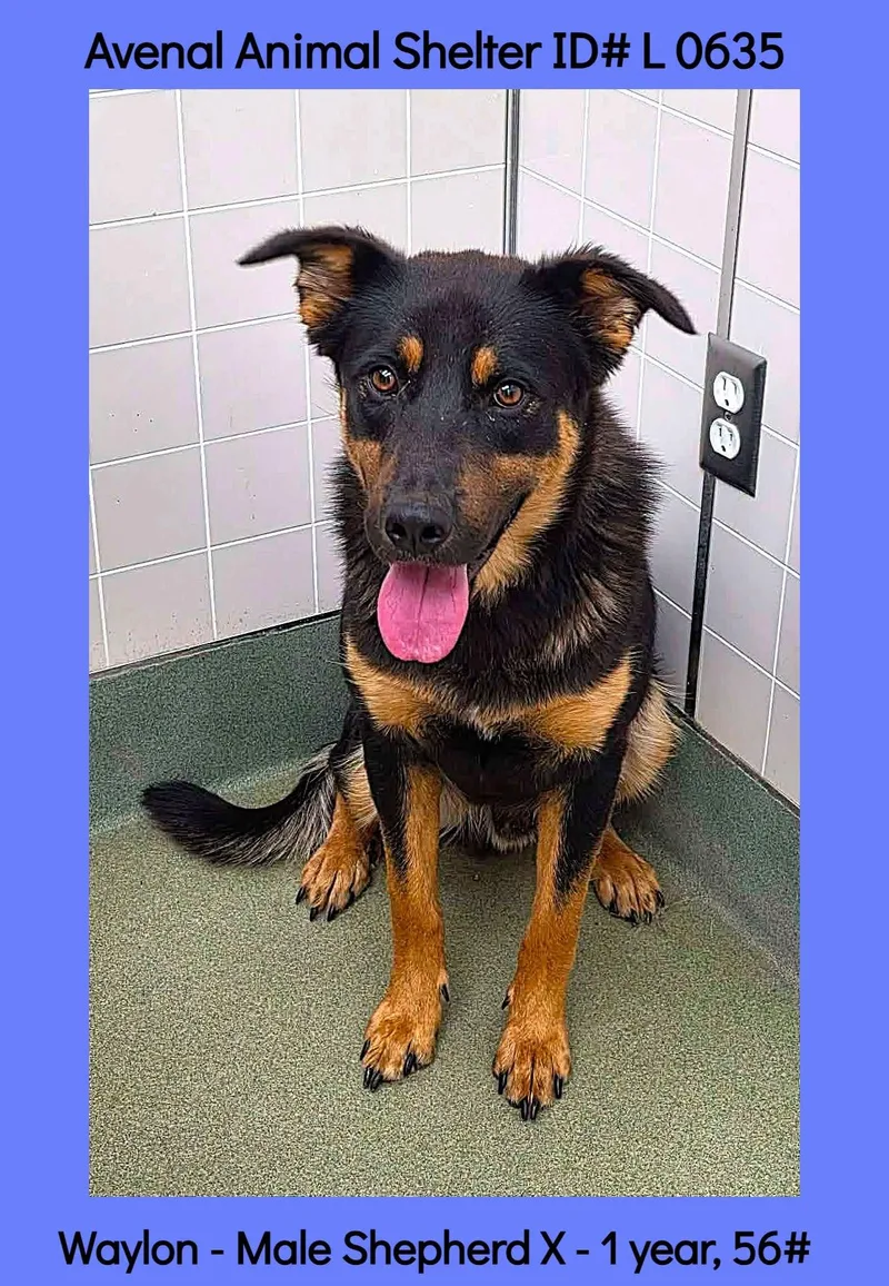 A young medium-sized male Black Shepherd dog named Waylon for adoption in Avenal, CA