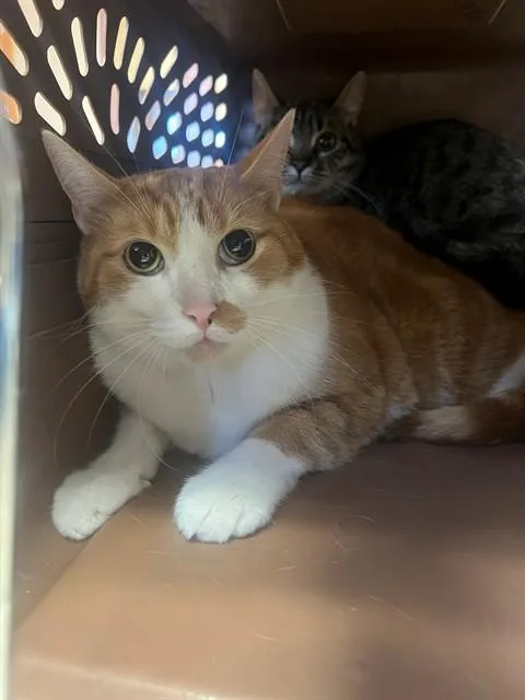 An adult small-sized male Domestic Short Hair cat named Jake for adoption in Blythe, CA
