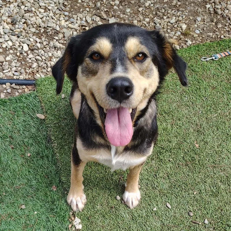 An adult medium-sized female Black Mixed Breed dog named Dewey Jean for adoption in Avon, OH