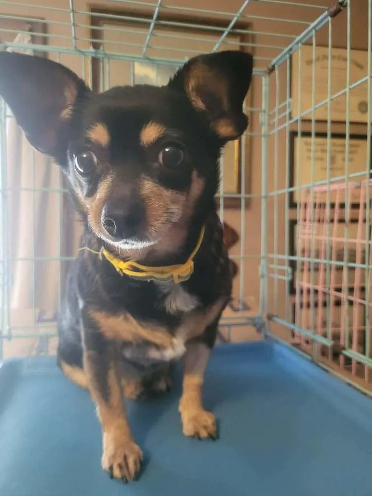 A senior small-sized female Brown / Chocolate Chihuahua dog named Polly for adoption in Pottstown, PA