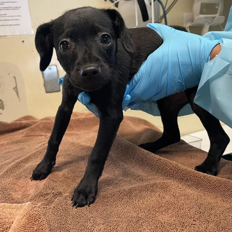 A baby small-sized female Black Chihuahua dog named Sweetie for adoption in Pasadena, CA