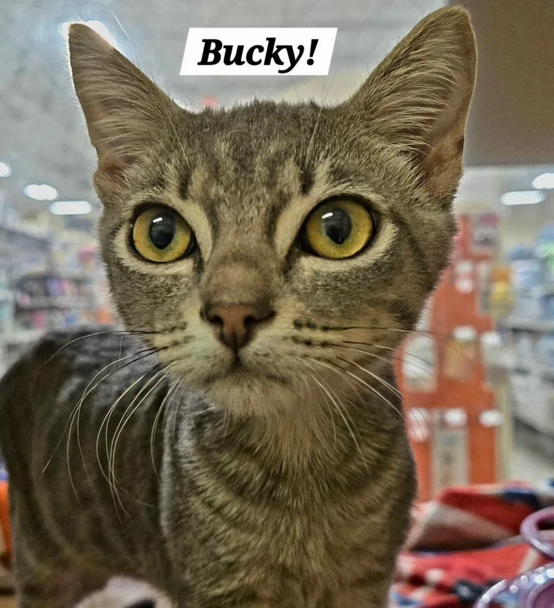 Bucky