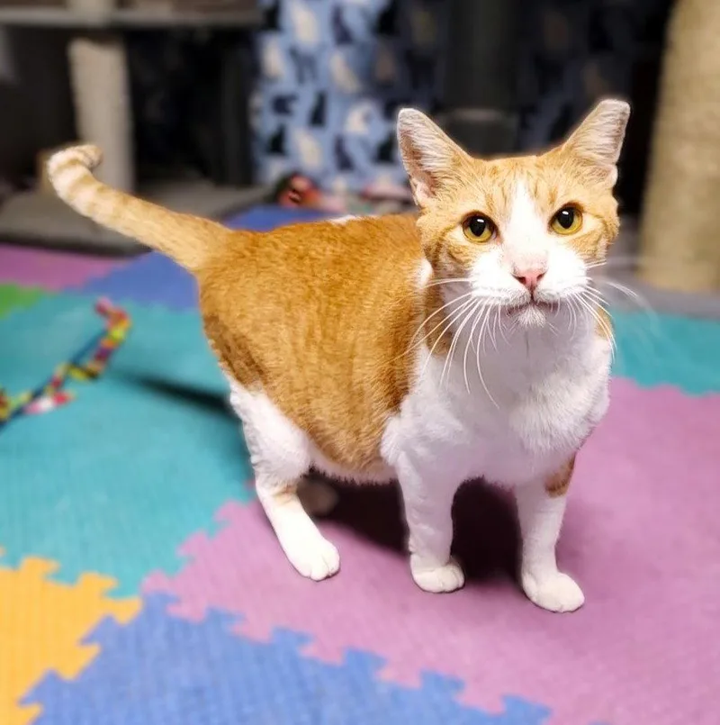 An adult large-sized male Orange & White Tabby cat named Herbie thelovebug for adoption in Houston, TX