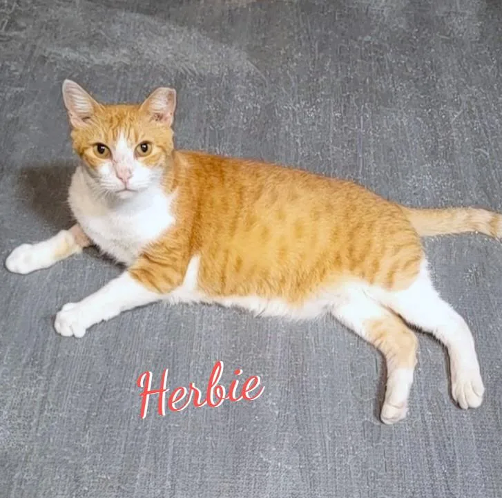 Herbie thelovebug thumbnail 2