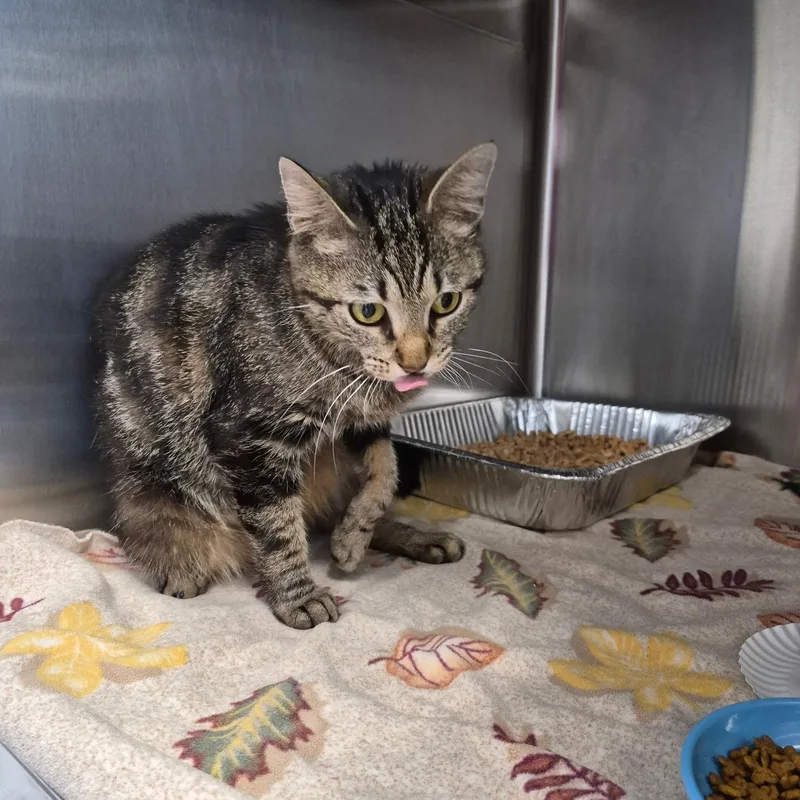 A young medium-sized female Tabby (Brown / Chocolate) Domestic Short Hair cat named Echo for adoption in SNOW HILL, NC