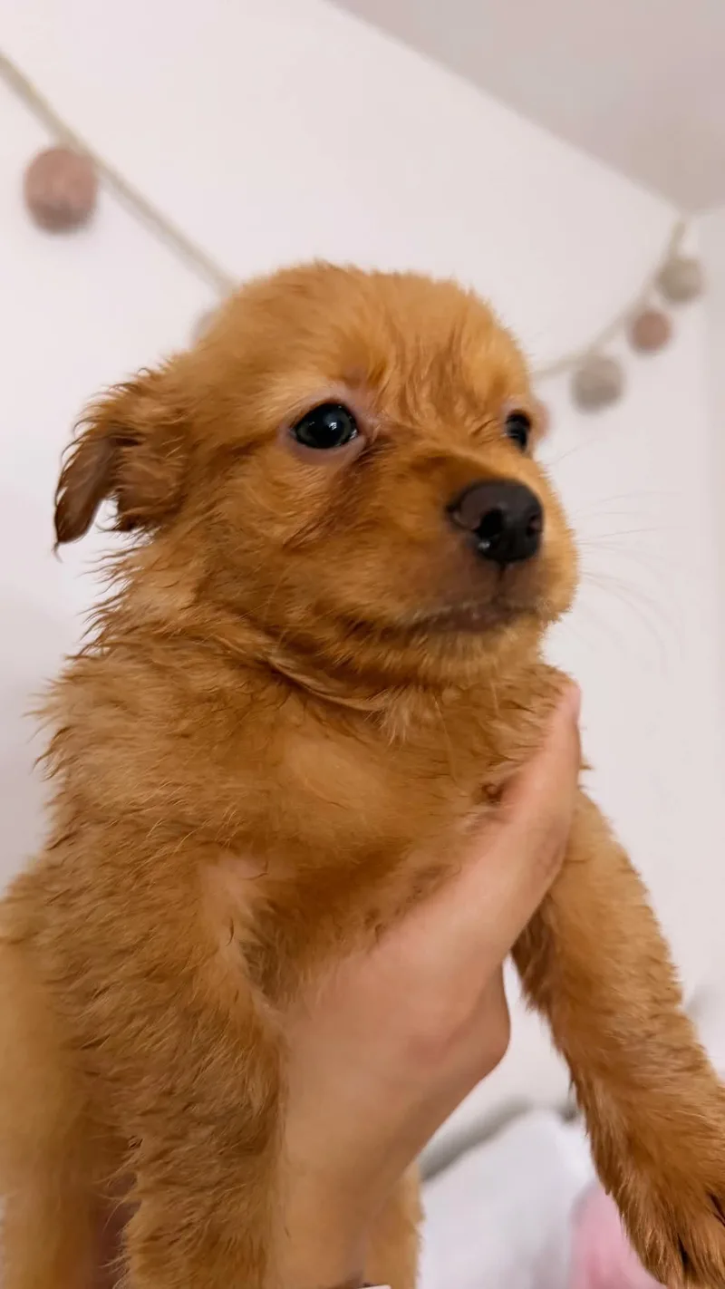 Archie thumbnail 2