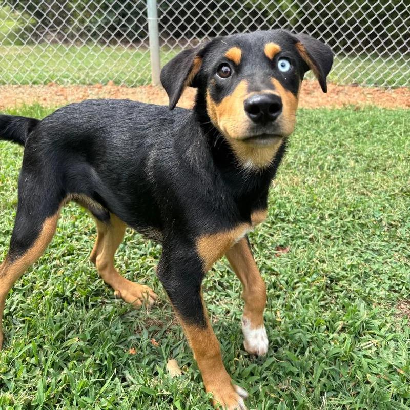 A baby small-sized male Yellow / Tan / Blond / Fawn Border Collie dog named Gibson for adoption in Roxboro, NC