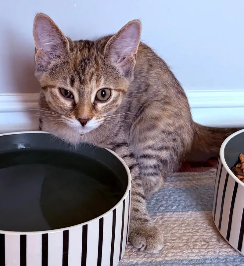 A baby medium-sized female Tabby (Brown / Chocolate) Domestic Short Hair cat named Patti Mayonnaise for adoption in Clinton Township, MI