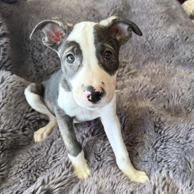 A baby medium-sized female Mixed Breed dog named Rainier for adoption in San Francisco, CA