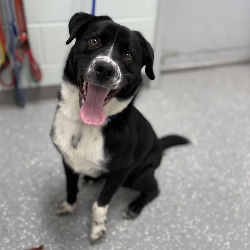 A young medium-sized male Black Border Collie dog named Sammy for adoption in Bardstown, KY