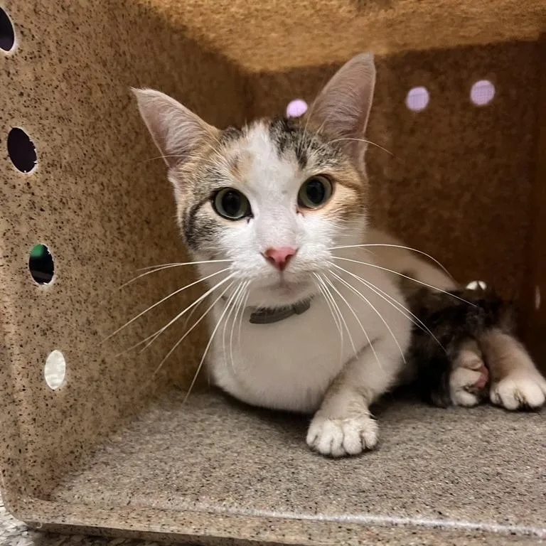 An adult medium-sized female Calico Domestic Short Hair cat named Lemon for adoption in Cedar Rapids, IA