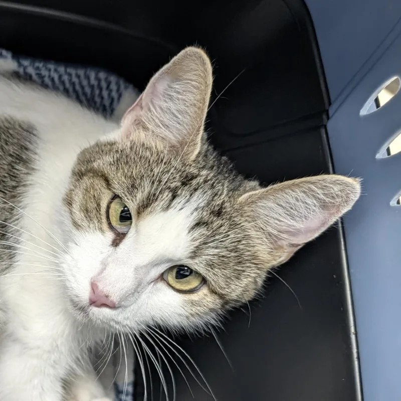 An adult medium-sized female White Domestic Short Hair cat named Kiki for adoption in Indianapolis, IN