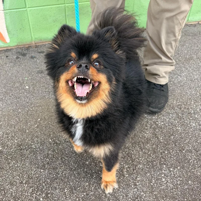 An adult small-sized male Black Pomeranian dog named Mozart for adoption in Franklin, NC