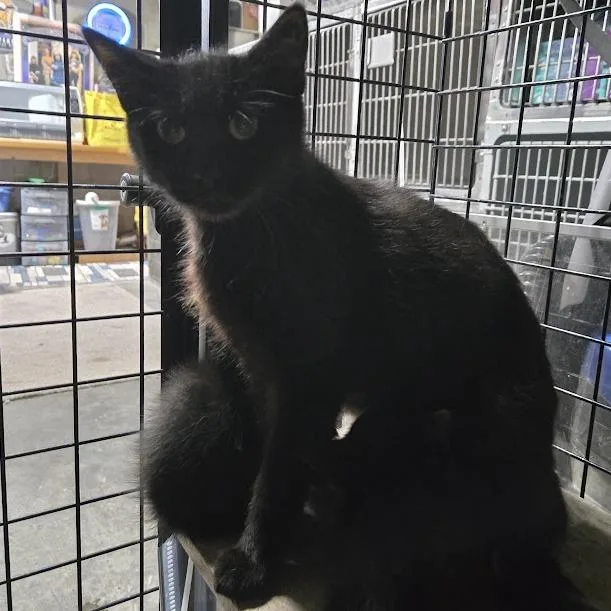 A young small-sized female Black Domestic Short Hair cat named Raven for adoption in Sioux Falls, SD