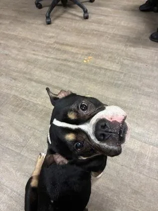An adult medium-sized male American Bulldog dog named Eugene for adoption in Gainesville, FL