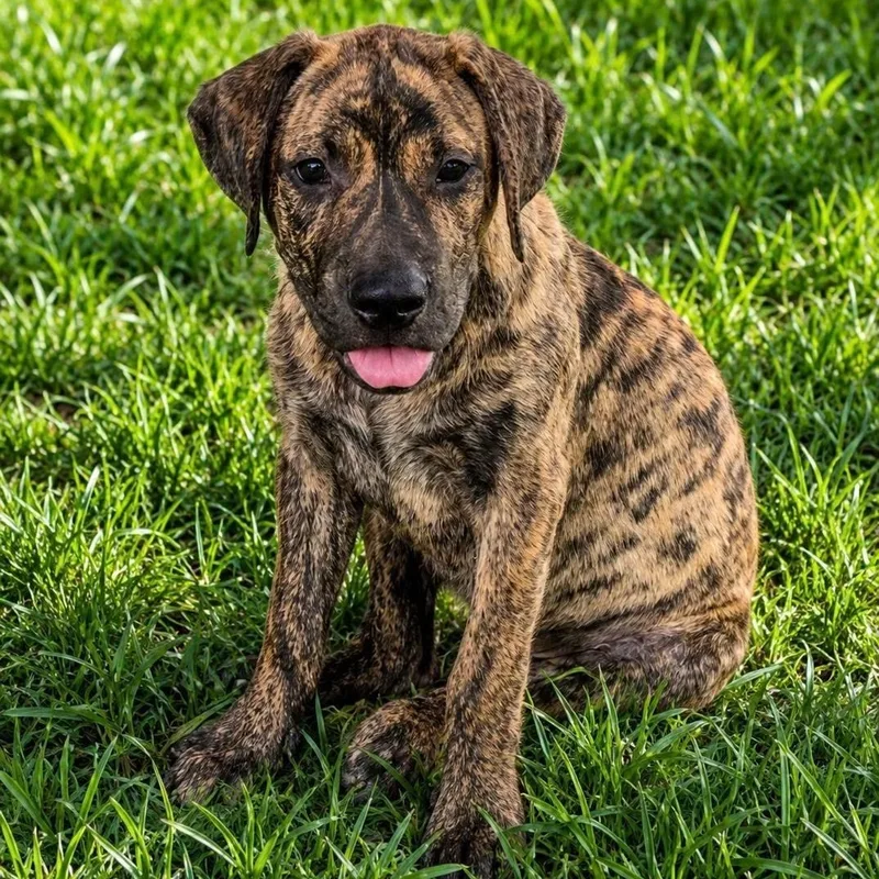 A baby large-sized male Brindle Mixed Breed dog named Tiger for adoption in Brewton, AL