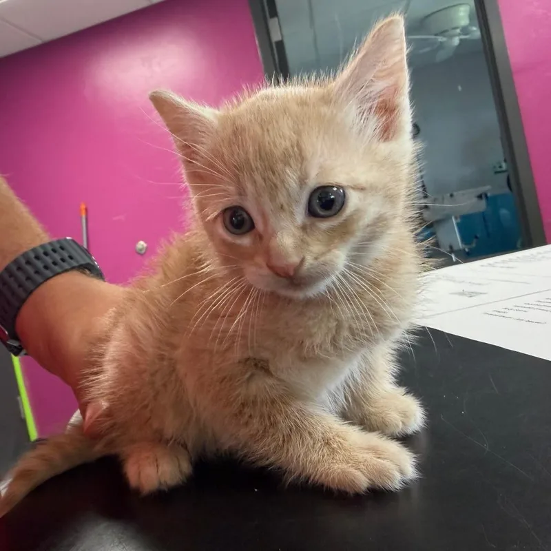 A baby small-sized male Orange / Red Domestic Short Hair cat named Kevin for adoption in Ponca City, OK