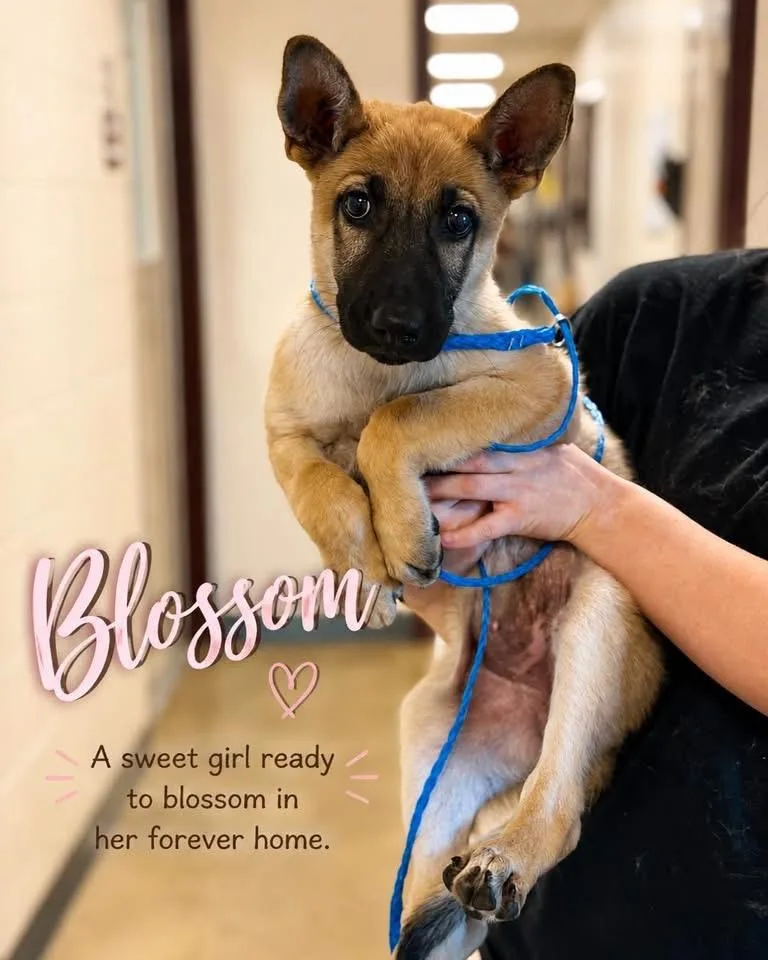 A baby large-sized female Black German Shepherd Dog dog named Blossom for adoption in New Rochelle, NY