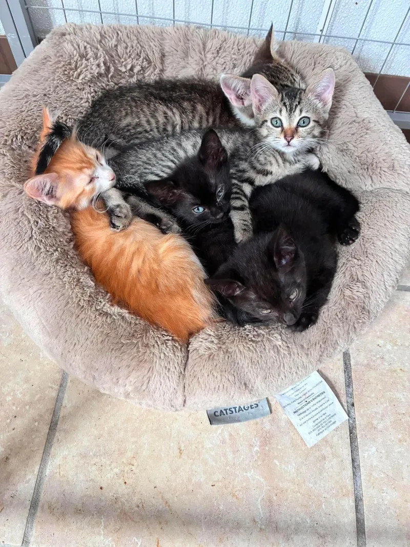 A baby medium-sized female Tabby (Gray / Blue / Silver) Tabby cat named Kona for adoption in Waxhaw, NC