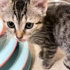 Kona thumbnail 2